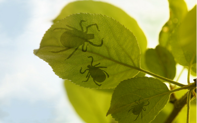image for March is Tick Awareness Month