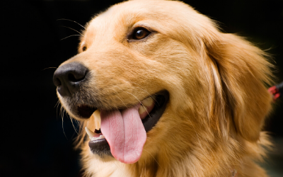image for February is Pet Dental Month
